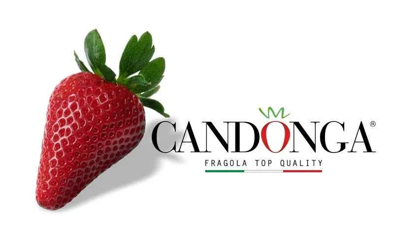 Fragole Candonga 1 Cestino